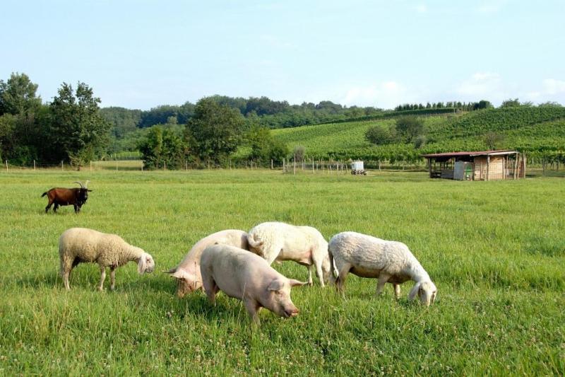 Ronc Dai Luchis Villa Faedis Exteriör bild